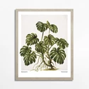 Obraz MONSTERA EGZOTIC PLANT 40x50 cm