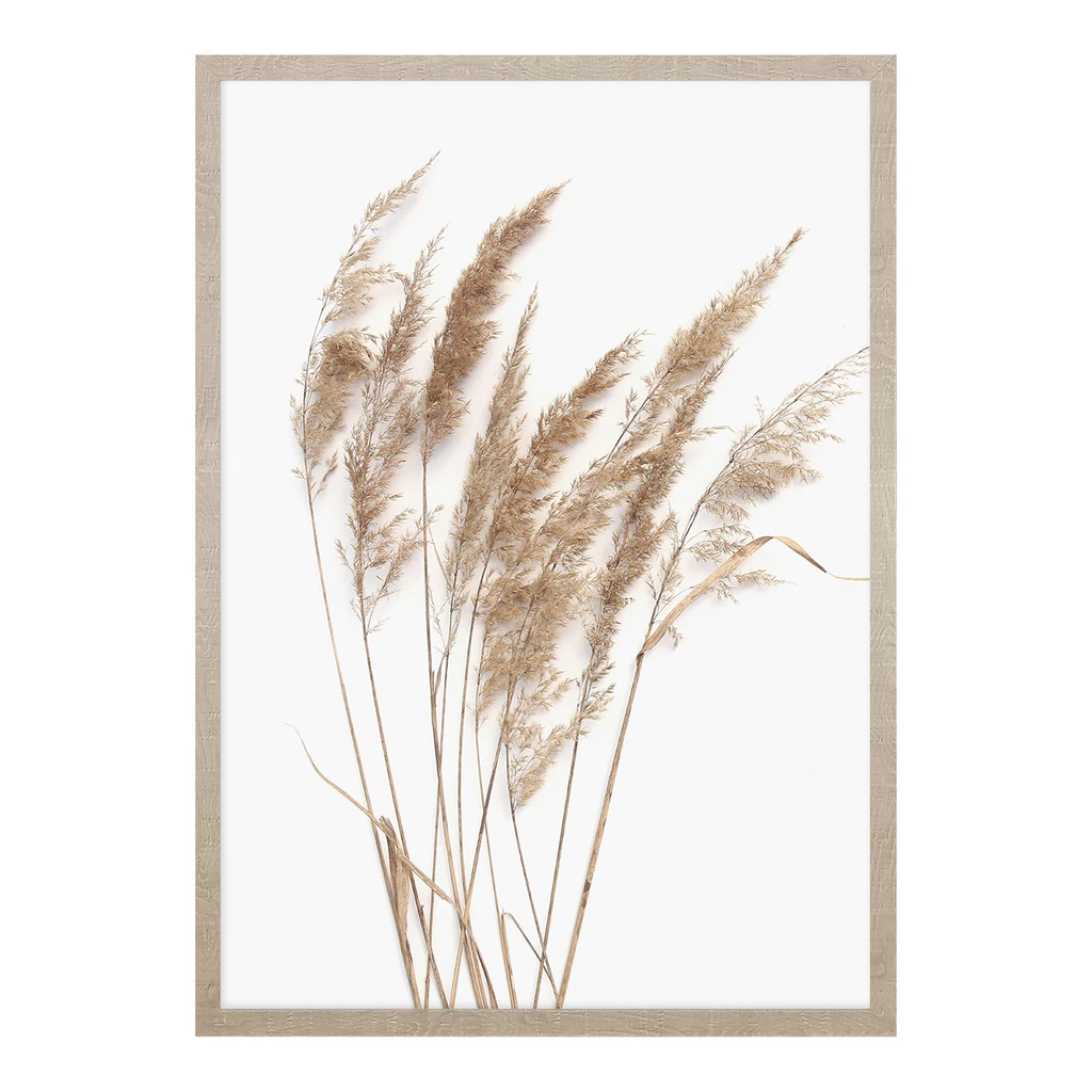 Obraz PAMPAS GRASS I 53x73 cm